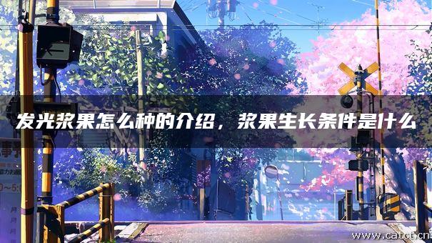 发光浆果怎么种的介绍,浆果生长条件是什么 发光浆果怎么种的介绍,浆果生长条件是什么